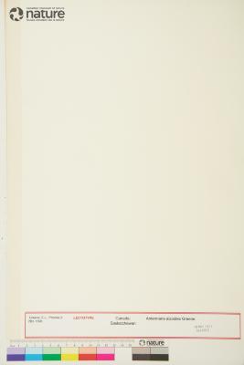 Antennaria umbrinella