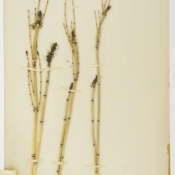 Equisetum hyemale