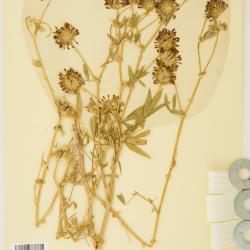 Trifolium Tourn. ex L.