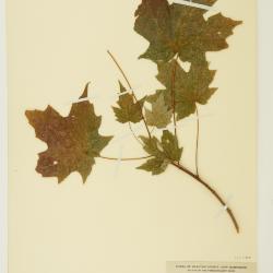 Acer saccharum