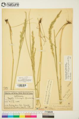 Calamagrostis Adans.