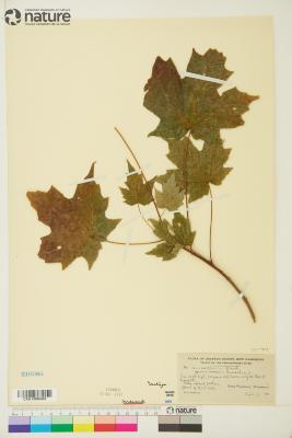 Acer saccharum