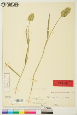 Agropyron cristatum