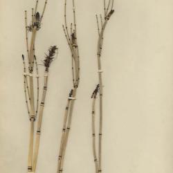 Equisetum hyemale