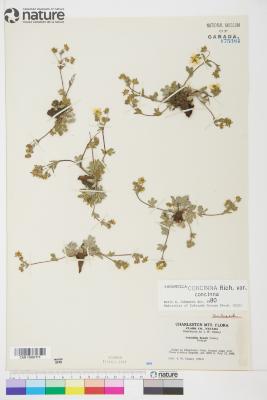 Potentilla concinna
