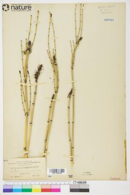 Equisetum hyemale