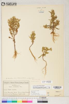 Symphyotrichum ciliatum