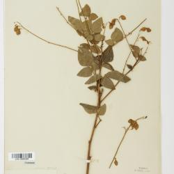 Desmodium lindheimeri