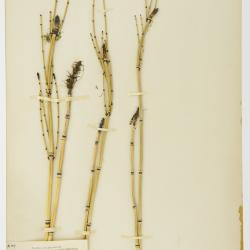 Equisetum hyemale