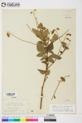 Desmodium lindheimeri