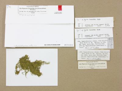 Homalothecium nuttallii