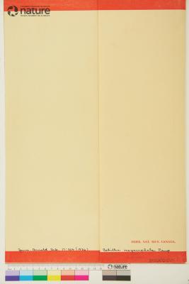 Achillea millefolium