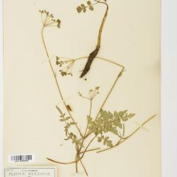 Museniopsis (A.Gray) J.M.Coult. & Rose