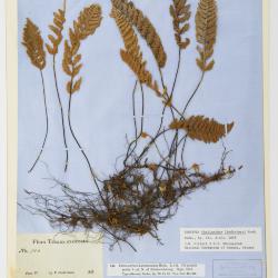 Myriopteris lindheimeri