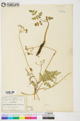 Museniopsis (A.Gray) J.M.Coult. & Rose