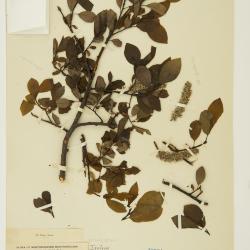 Salix pedunculata