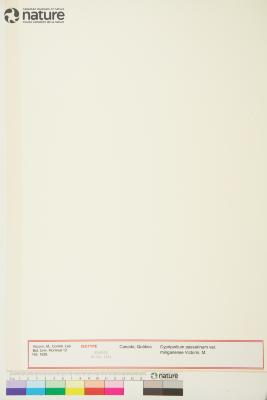 Cypripedium passerinum