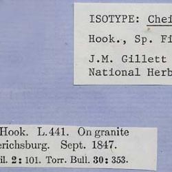 Myriopteris lindheimeri