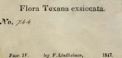 Myriopteris lindheimeri