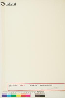 Taraxacum ceratophorum