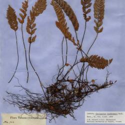 Myriopteris lindheimeri