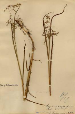 Arctophila (Rupr.) Andersson