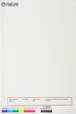 Crataegus castlegarensis