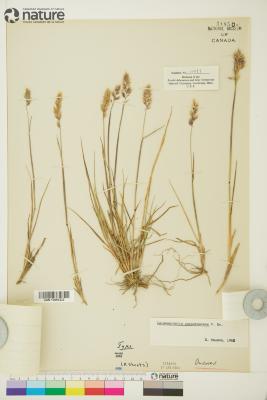 Calamagrostis purpurascens