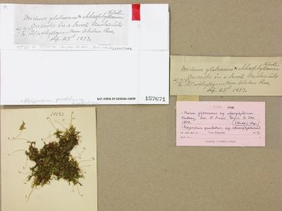 Rhizomnium chlorophyllosum