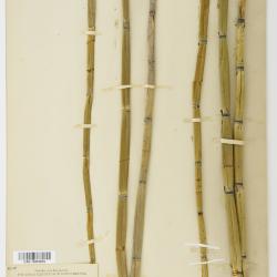 Equisetum ferrissii