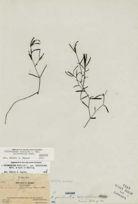 Potamogeton berchtoldii