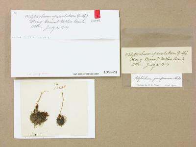 Polytrichum juniperinum