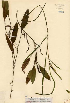 Potamogeton subsessilis