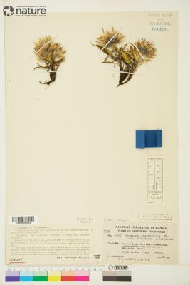 Saussurea angustifolia