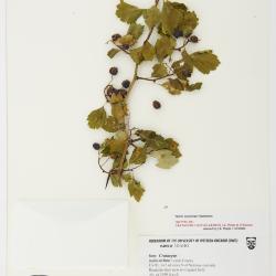 Crataegus castlegarensis