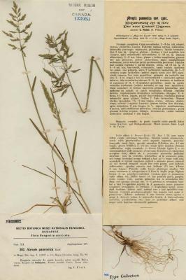 Puccinellia pannonica