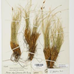 Carex nardina