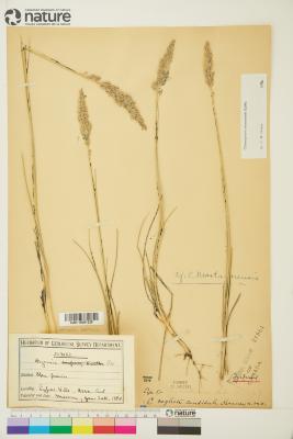 Calamagrostis Adans.