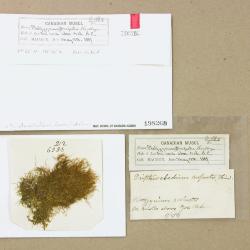 Tripterocladium leucocladulum