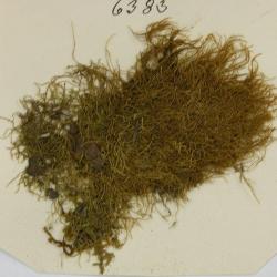 Tripterocladium leucocladulum