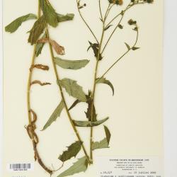 Hieracium umbellatum