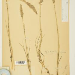 Calamagrostis Adans.