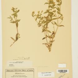 Silene williamsii