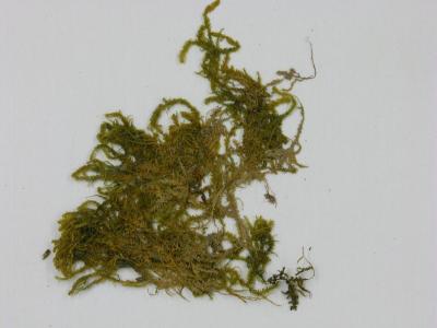 Metaneckera menziesii