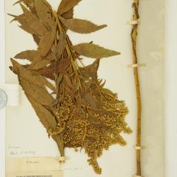 Solidago fallax