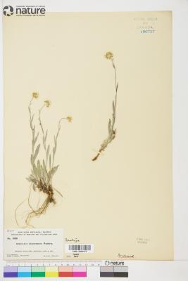 Antennaria luzuloides