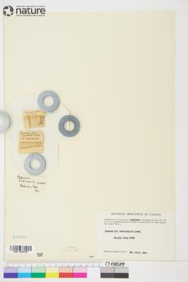 Potentilla rubricaulis