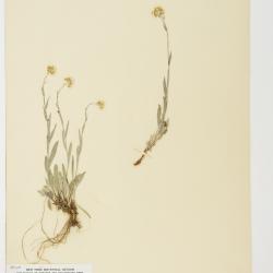 Antennaria luzuloides