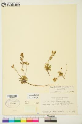 Braya thorild-wulffii