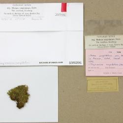 Plagiomnium cuspidatum